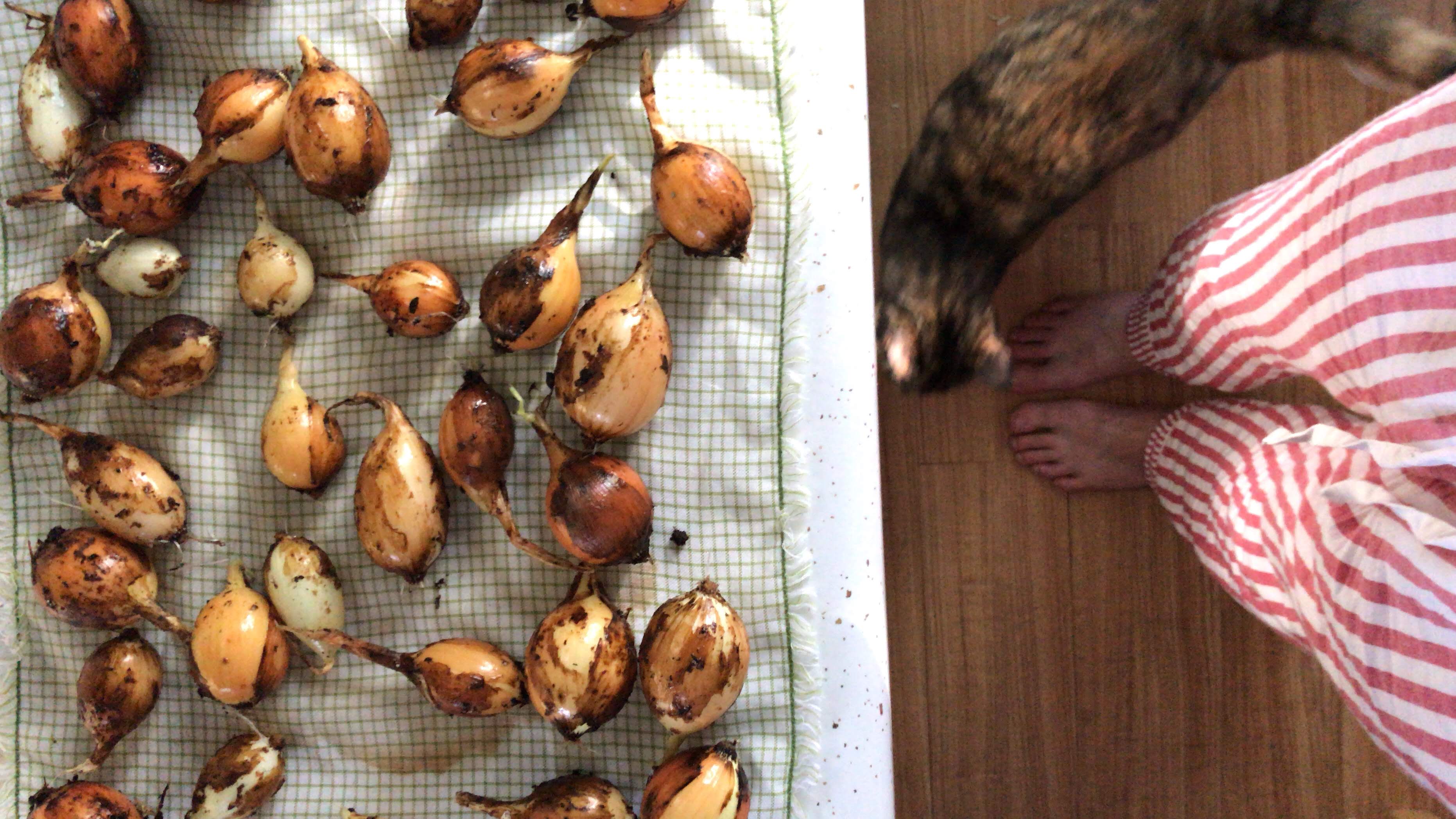 77056A44 118E 4504 9051 1B797779F8B8