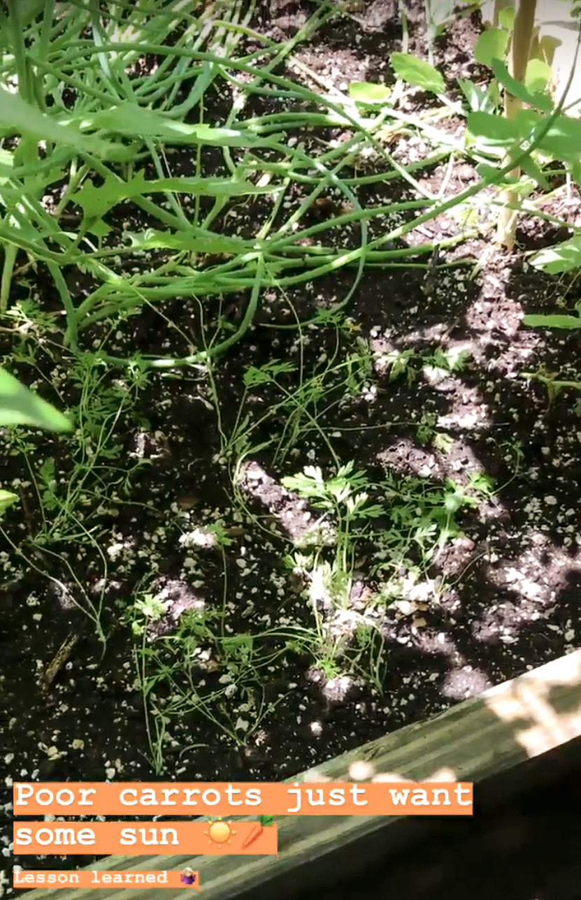 Raised beds pt 2 edited 46